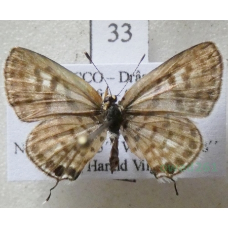 Tarucus rosacea (Austaut, 1885) female Morocco33